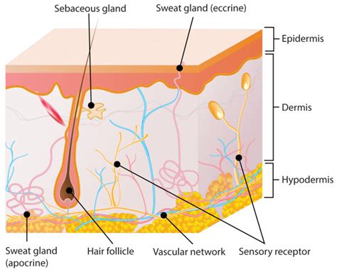 Nanocarrier-Mediated Topical Insulin Delivery for Wound Healing