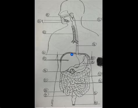 Image result for Digestive System Questions