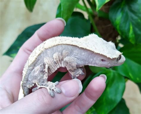 Crested Gecko Morph / Trait Guide - Crested Geckos - MorphMarket ...