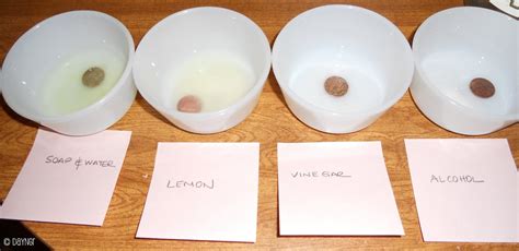 Pre-K Science Project 的图像结果