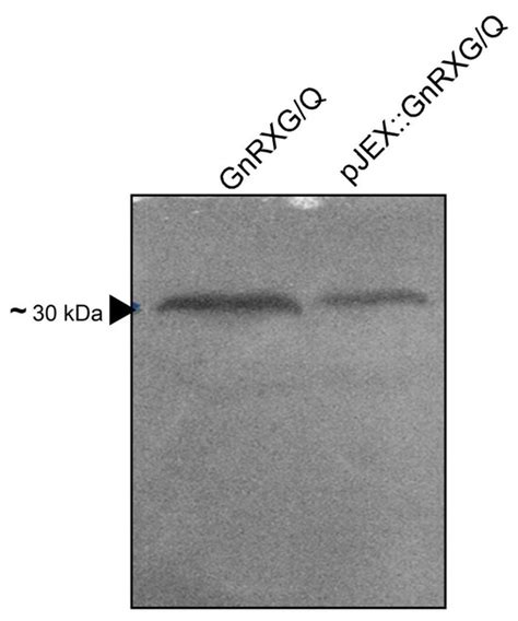 Oral Vaccine Formulation for Immunocastration Using a Live-Attenuated ...