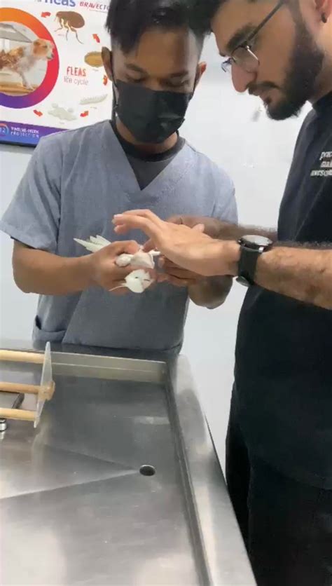 Our journey defeating a 50/50 survival rate disease! (Asian Bornavirus, Proventricular ...