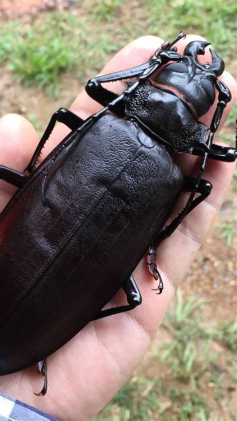 7 largest insects in the world