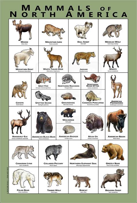 Common American Animals