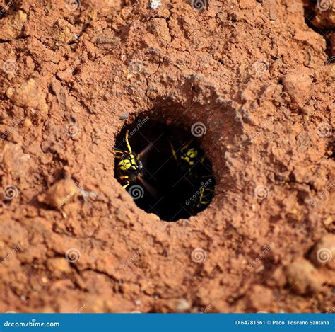 Underground wasp nest stock image. Image of entrance - 64781561