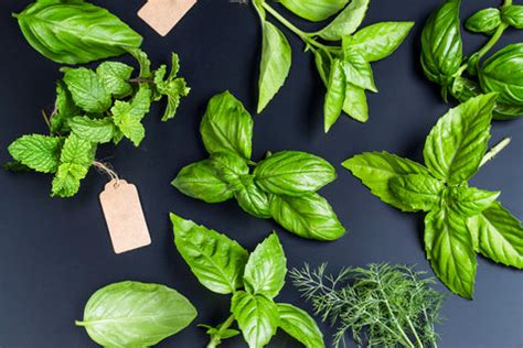 Tulsi Benefits: 10 Advantages of Tulsi Ark - Auric