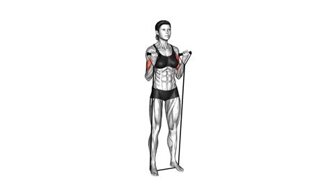 Female Band Biceps Curl: Video Guide & Tips For Stronger Arms
