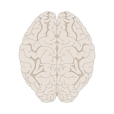 Dorsal View Of Human Brain