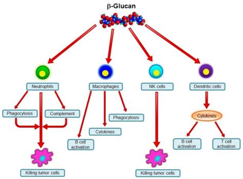 Effects of Medicinal Fungi-Derived β-Glucan on Tumor Progression