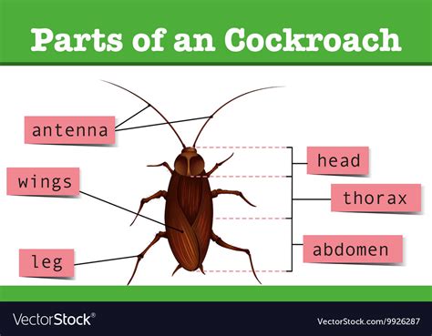 Image result for Cockroach Labeled