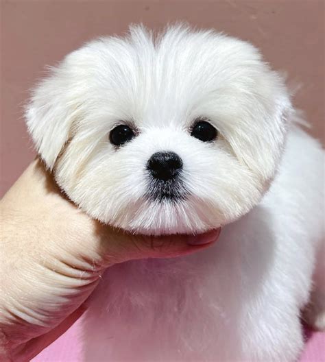 Maltese Full Grown Puppy Cut