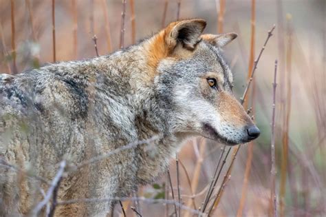 Apennine Wolf Animal Facts - C. lupus - A-Z Animals