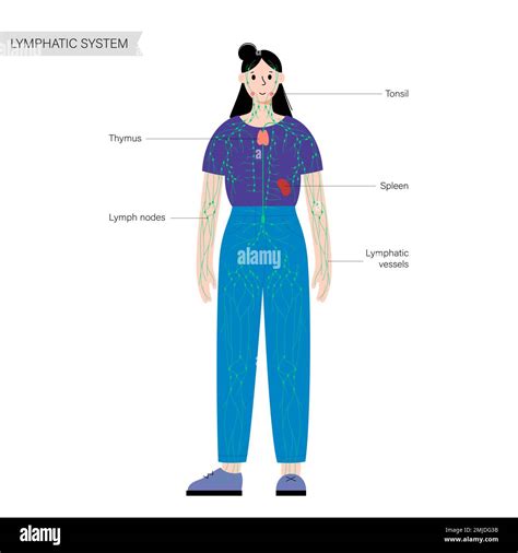 Image result for Lymphatic System Tutorial