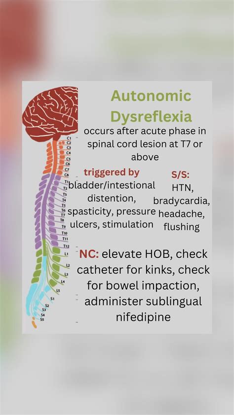 Nursing student cheat sheet autonomic dysreflexia nervous system brain nclex spinal cord neuro ...