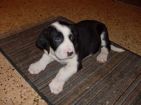 Hunde Kleinanzeigen | Hunde Annoncen | Hunde Inserate | Hunde ...