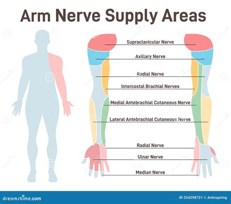 Sensory Nerves of the Arms. Neural Coverage of Human Hand Carring Stock ...