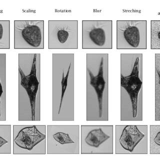 Image result for Data Augmentation Methods For