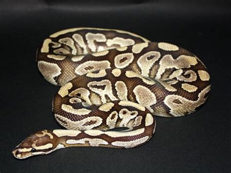 Image result for Butter Ball Python Morph