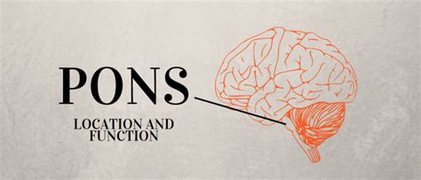 Function Of Pons In The Brain - Science Trends
