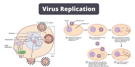 Image result for Viral Replication Process