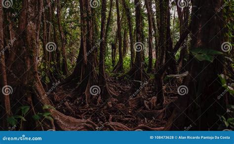 Image result for Optic Algorithm Explained
