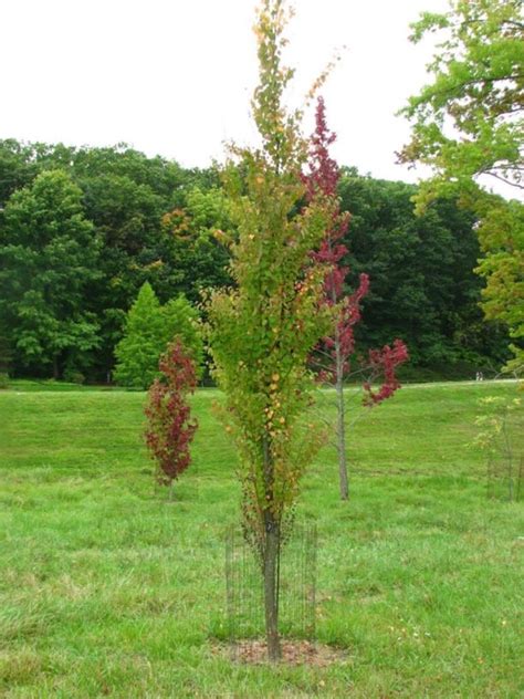 Cercidiphyllum japonicum 'Dawes Ascension' - Dawes Ascension katsura ...