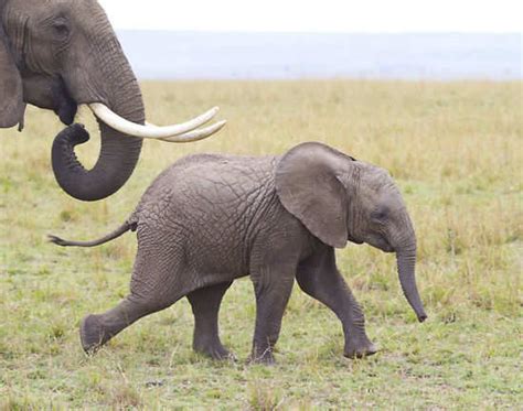 Amboseli National Park - Kenya: Get the Detail of Amboseli National ...