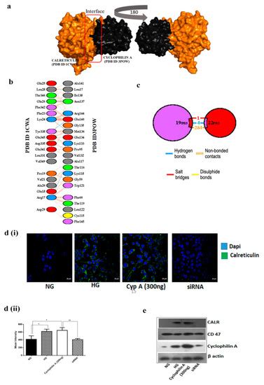 Cyclophilin A Impairs Efferocytosis and Accelerates Atherosclerosis by ...