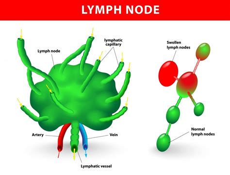 Image result for How Is Lymph Formed
