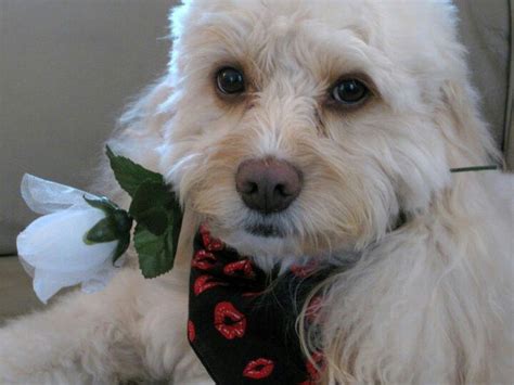 Image result for Spoodle Cockapoo