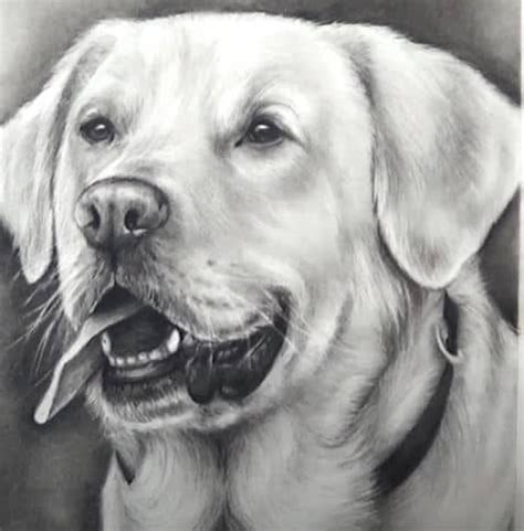 How to Draw a Realistic Labrador 的图像结果