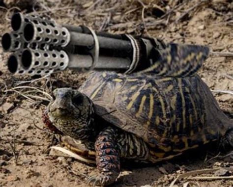 Image result for Turtle Gun