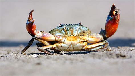 सिर्फ छिपकली नहीं, ये जीव खतरे में हाथ-पैर और सेक्स ऑर्गन भी काट देते ...