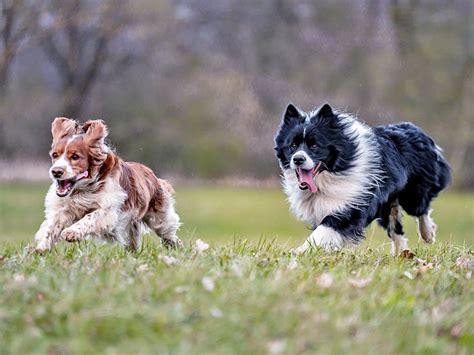 Image result for How Fast Can Dogs Run