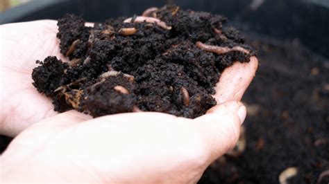 What is Humus in Soil? - Opple House