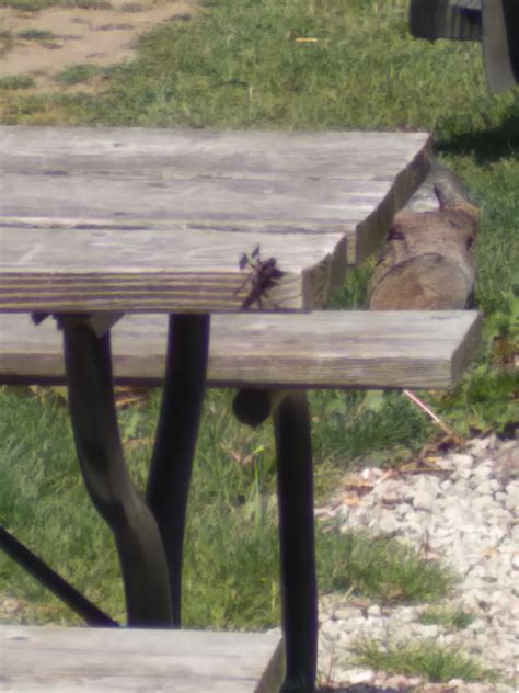 Bark River Campground