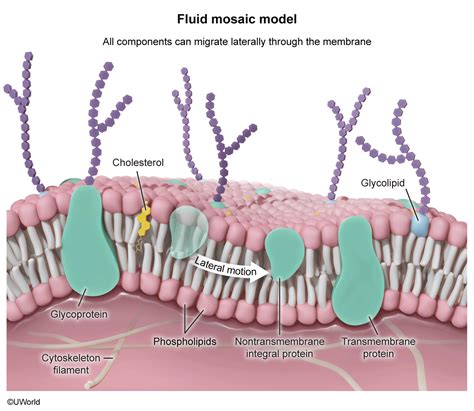 MCAT Prep Course | Top-Rated Online Study Courses from UWorld