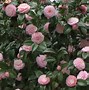 Image result for Camellia Japonica
