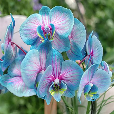 Beautiful Rare Orchids