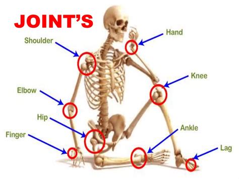 Skeletal System Diagram With Joints Human Skeletal System Stock