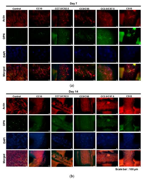 Development of 3D Printable Calcium Phosphate Cement Scaffolds with ...