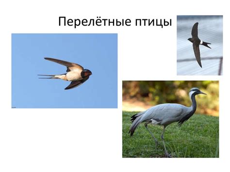 Оседлые, кочующие, перелётные птицы - презентация онлайн