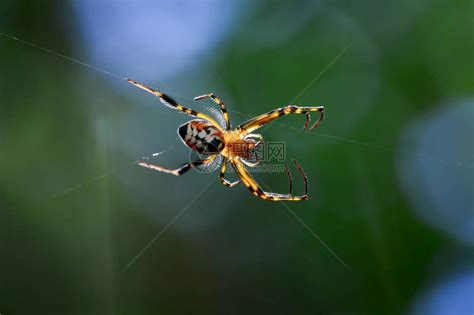 蜘蛛为什么不会粘在自己的网上-百度经验