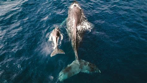 The Best Whale Watching in Cape Cod: Where and When To Go
