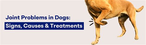Joint Problems in Dogs: Signs, Causes & Treatments – K9 Vitality
