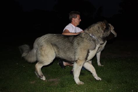 What Is The Breed Of Armenian Gampr Dog