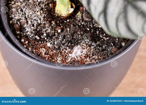 Mold in Flower Pot in Houseplant Soil Stock Image - Image of fungal ...