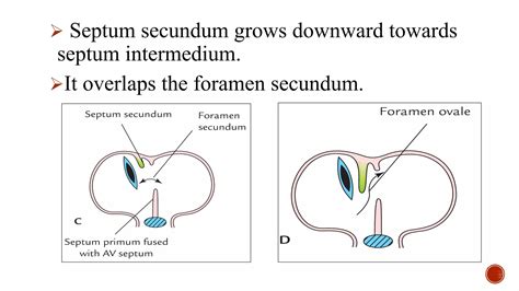 22. Development of Interatrial and Interventricular septum 2020.pdf