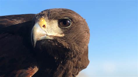 Outagamie County landfill experiments with hawk to chase away gulls