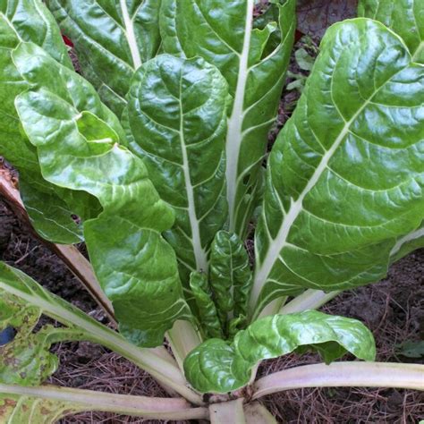 Swiss Chard 'Glatter Silber' / Silverbeet (Beta vulgaris) organic ...